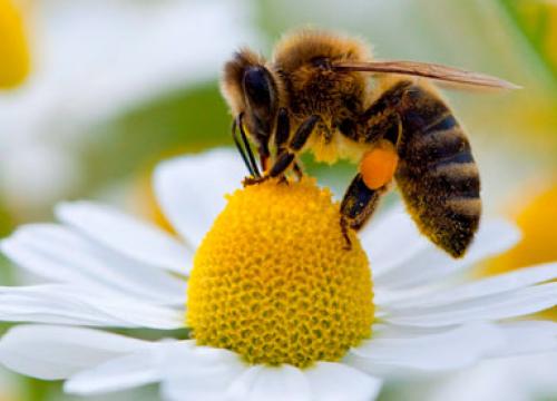 bee-collecting-pollen-010.jpg